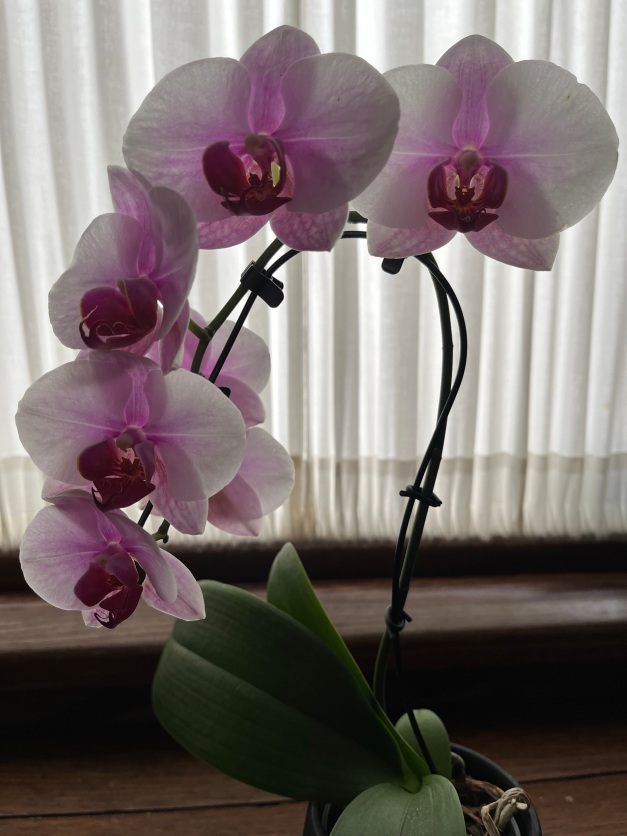 Wen's Orchids 12-09-2023